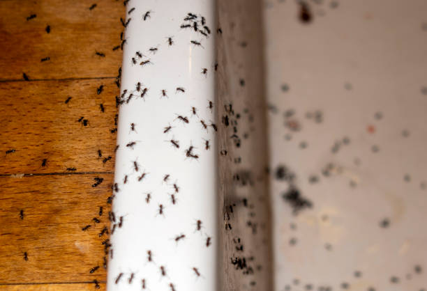 Best Ant Control Services  in East Porterville, CA