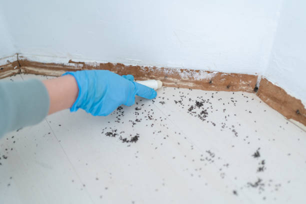 Best Pest Control Near Me  in East Porterville, CA
